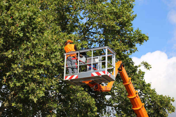 Leaf Removal in Ransom Canyon, TX